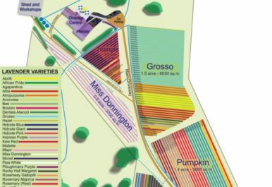 1 lavender farm map